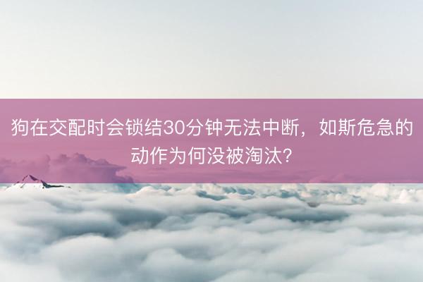 狗在交配时会锁结30分钟无法中断，如斯危急的动作为何没被淘汰？